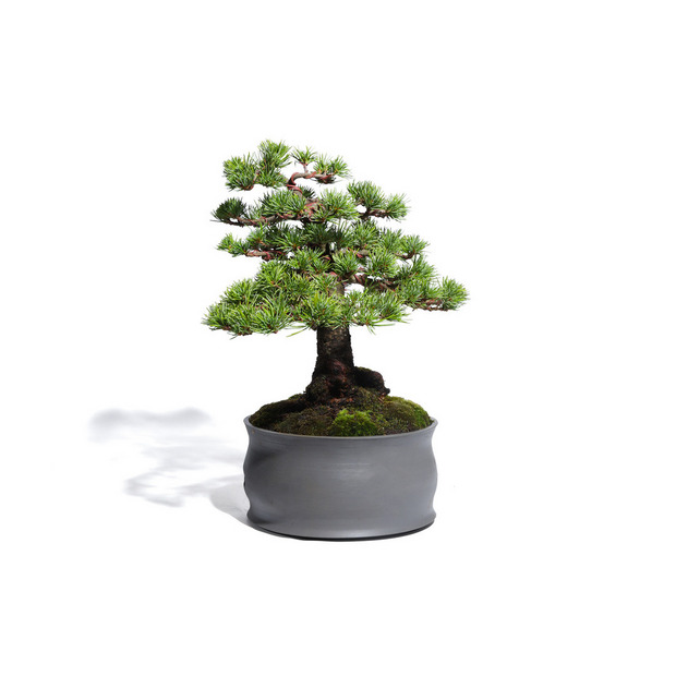 五葉松　-Japanese white pine-　（推定樹齢40年）-M0017- 詳細画像